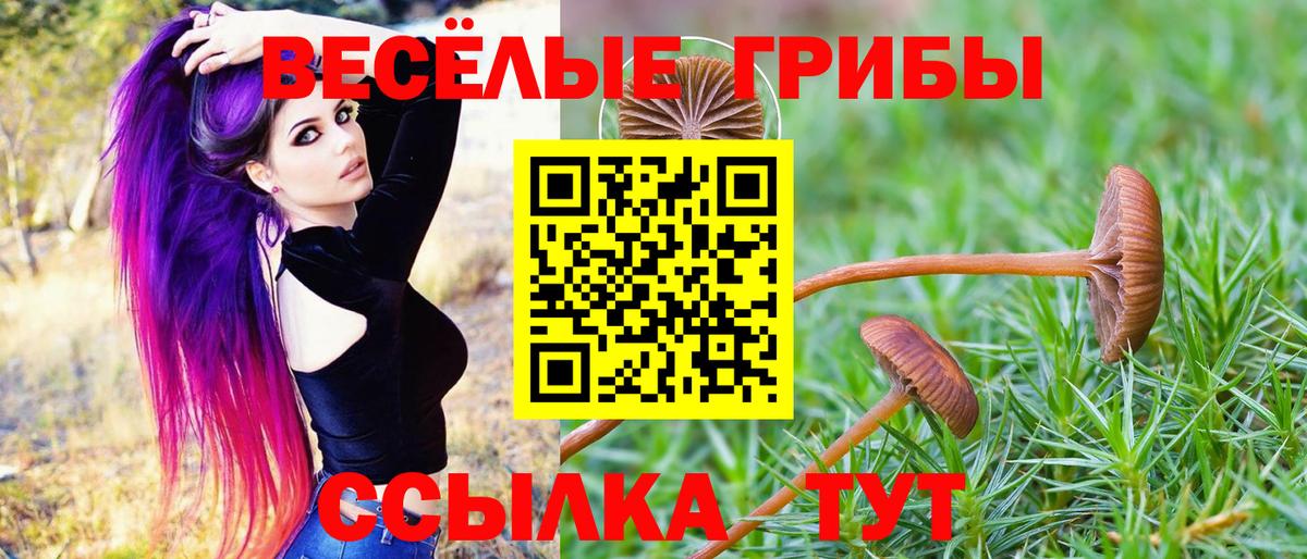 Галлюциногенные грибы Psilocybine cubensis Новоуральск